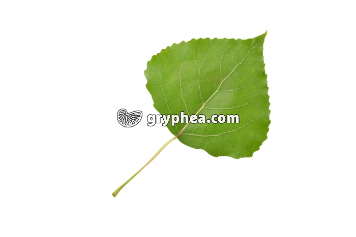 Peuplier d'Italie - feuille (Populus nigra) - gryphea.com